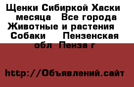 Щенки Сибиркой Хаски 2 месяца - Все города Животные и растения » Собаки   . Пензенская обл.,Пенза г.